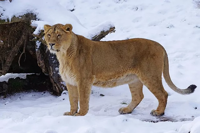Female Lion In Hindi