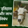 The Cow Essay 10 Lines in Hindi